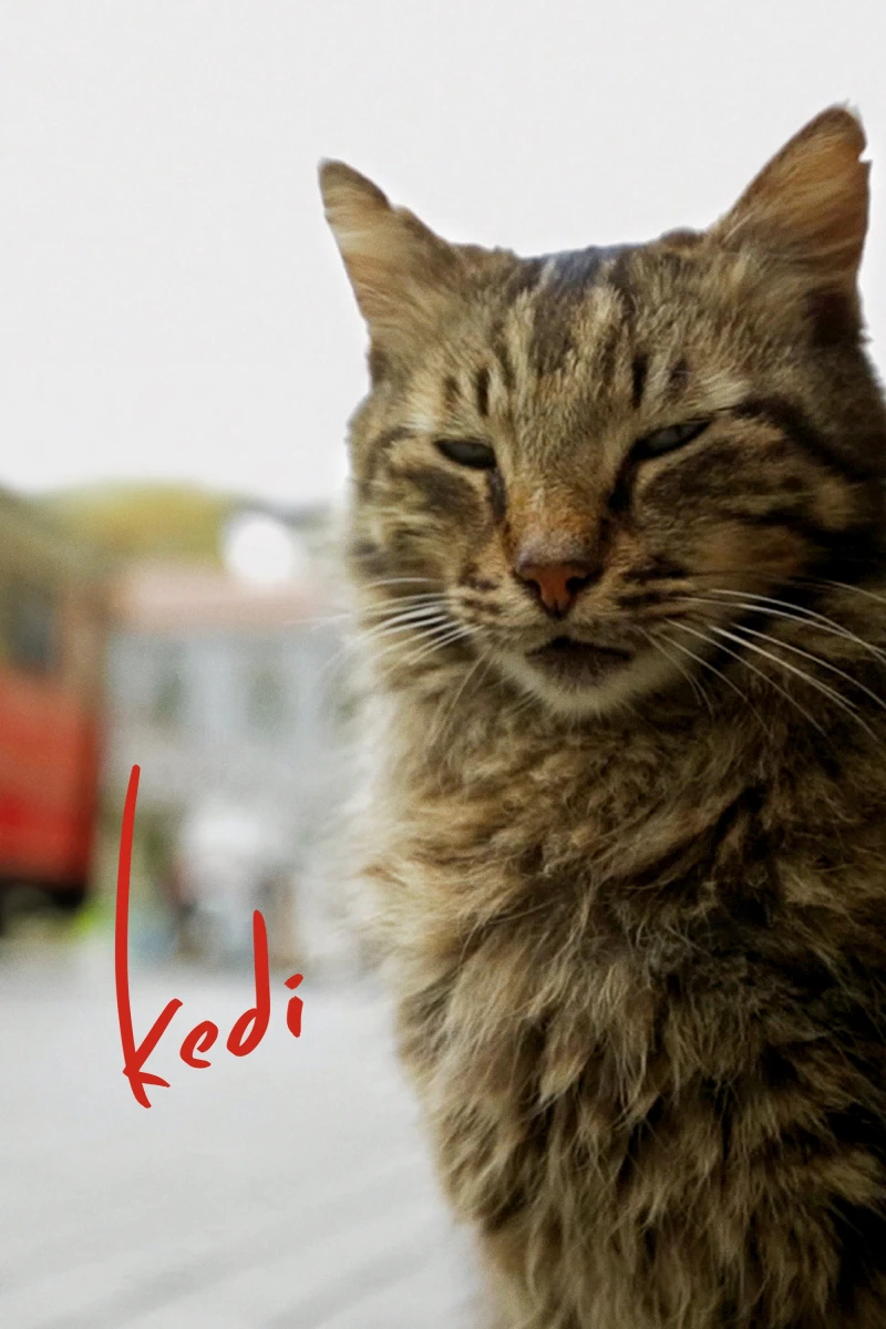 Thế Giới Loài Mèo - Kedi (2017)